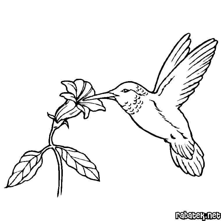 Birds Coloring Pages Free Printable Coloring Book For Kids